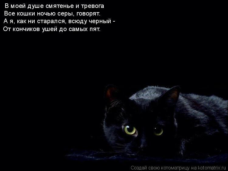 Котоматрица: В моей душе смятенье и тревога Все кошки ночью серы, говорят. А я, как ни старался, всюду черный - От кончиков ушей до самых пят.
