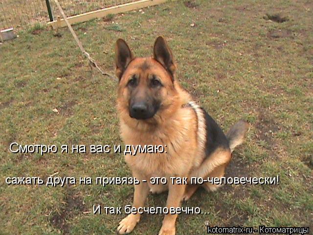 Смотрю я на вас и думаю: сажать друга на привязь - это так по-человечески! И так бесчеловечно...... Котоматрица: Смотрю я на вас и думаю: сажать друга на привязь - это так по-человечески! И так бесчеловечно...