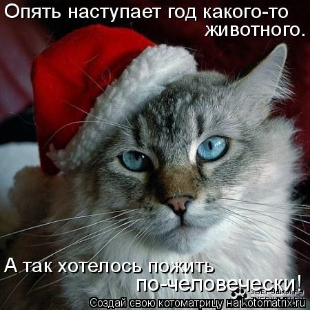 Котоматрица: Опять наступает год какого-то  животного. А так хотелось пожить  по-человечески!