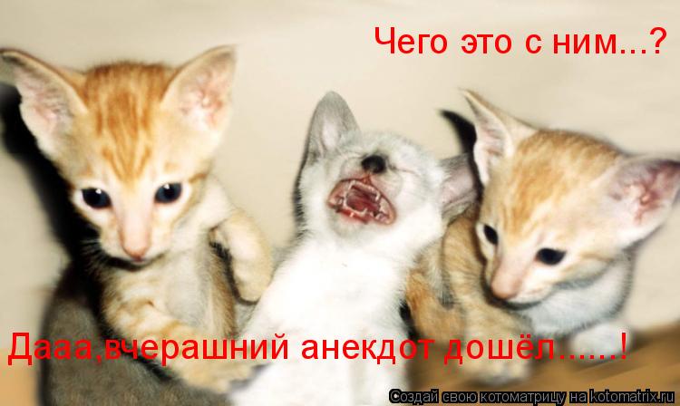 Чего это с ним...? Дааа,вчерашний анекдот дошёл......!... Котоматрица: Чего это с ним...? Дааа,вчерашний анекдот дошёл......!