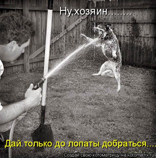 Котоматрица: Ну,хозяин........ Дай только до лопаты добраться....