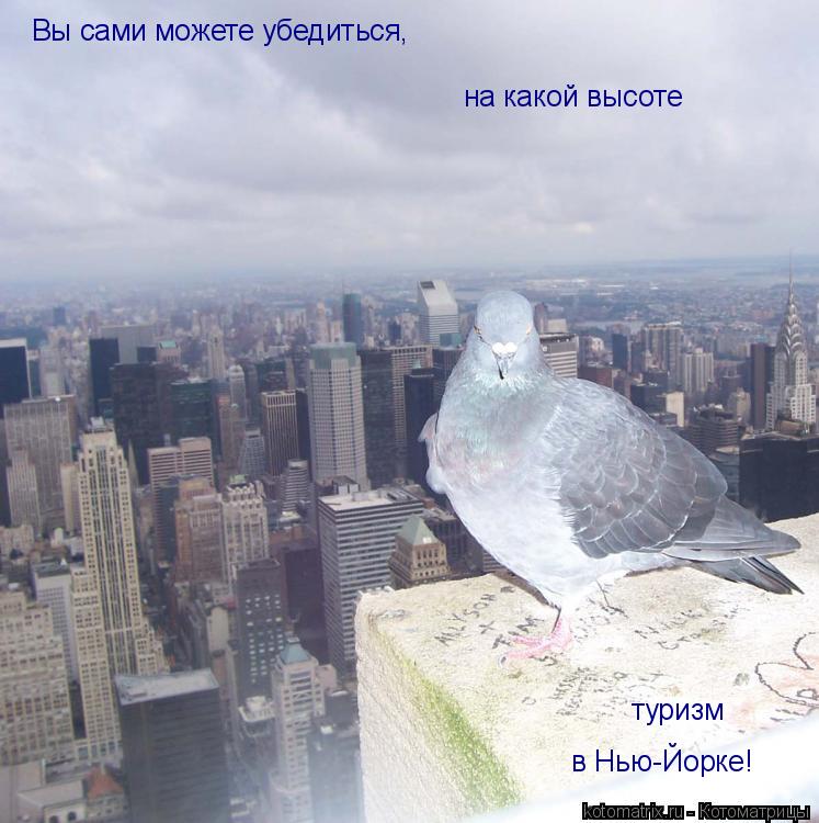 Котоматрица: Вы сами можете убедиться, на какой высоте  туризм  в Нью-Йорке!