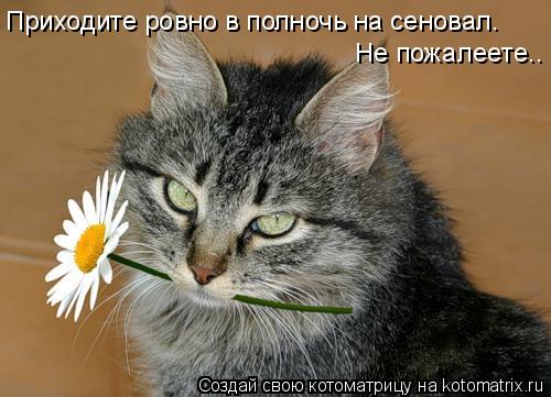 Приходите ровно в полночь на сеновал. Не пожалеете..... Котоматрица: Приходите ровно в полночь на сеновал. Не пожалеете..