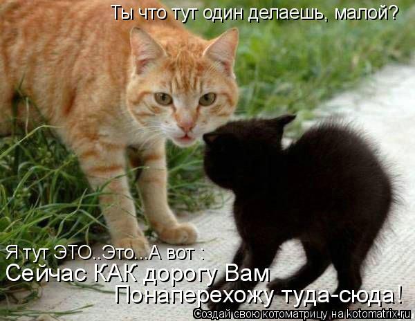Сейчас КАК дорогу Вам Понаперехожу туда-сюда! Ты что тут один делаешь, малой? Я тут ЭТО..Это...А вот... Котоматрица: Сейчас КАК дорогу Вам Понаперехожу туда-сюда! Ты что тут один делаешь, малой? Я тут ЭТО..Это...А вот :