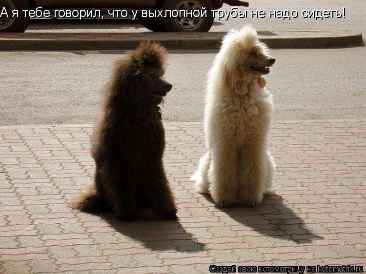 А я тебе говорил, что у выхлопной трубы не надо сидеть!... Котоматрица: А я тебе говорил, что у выхлопной трубы не надо сидеть!