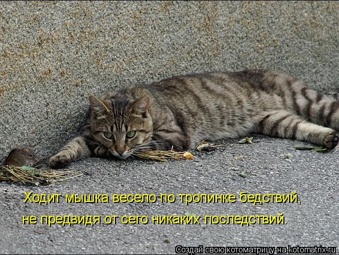 Ходит мышка весело по тропинке бедствий, не предвидя от сего никаких последствий.... Котоматрица: Ходит мышка весело по тропинке бедствий, не предвидя от сего никаких последствий.