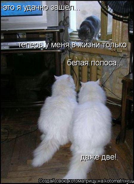 это я удачно зашел... теперь у меня в жизни только белая полоса... даже две!... Котоматрица: это я удачно зашел... теперь у меня в жизни только белая полоса... даже две!