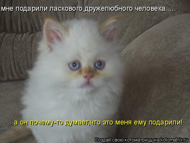 мне подарили ласкового,дружелюбного человека.... а он почему-то думает,что это меня ему подарили!... Котоматрица: мне подарили ласкового,дружелюбного человека.... а он почему-то думает,что это меня ему подарили!