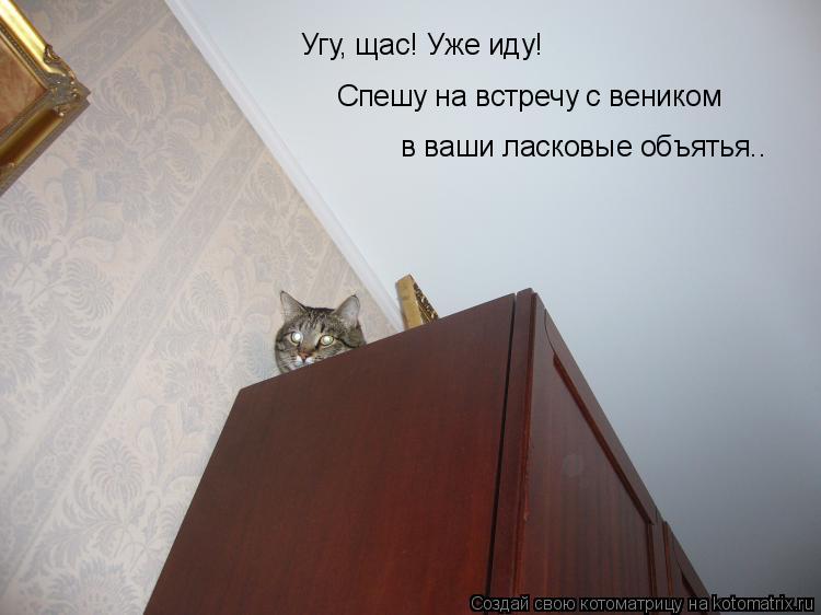 Угу, щас! Уже иду! Спешу на встречу с веником в ваши ласковые объятья..... Котоматрица: Угу, щас! Уже иду! Спешу на встречу с веником в ваши ласковые объятья..