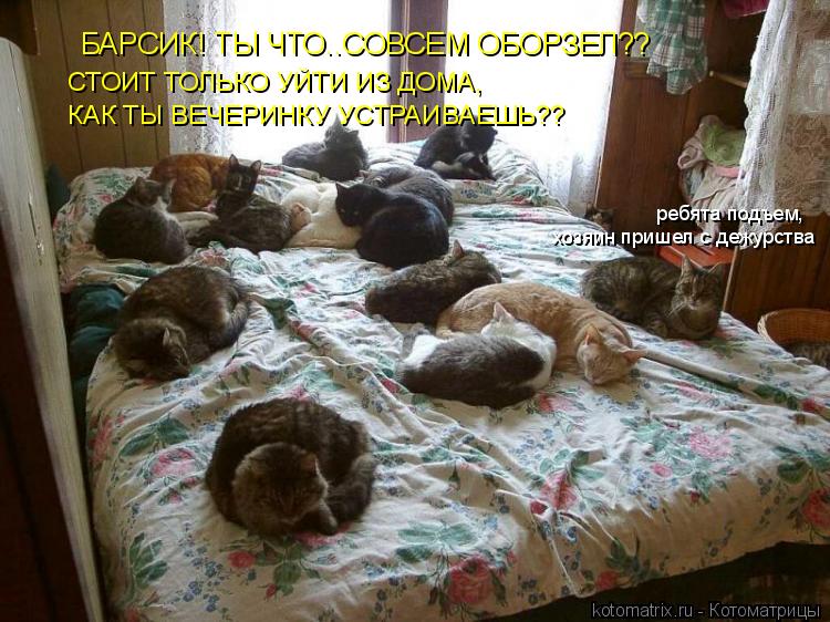 Котоматрица: БАРСИК! ТЫ ЧТО..СОВСЕМ ОБОРЗЕЛ?? СТОИТ ТОЛЬКО УЙТИ ИЗ ДОМА,  КАК ТЫ ВЕЧЕРИНКУ УСТРАИВАЕШЬ?? ребята подъем,  хозяин пришел с дежурства