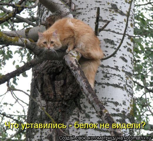 Котоматрица: Что уставились - белок не видели?