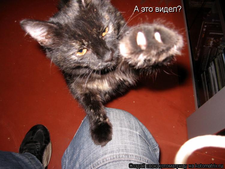 Котоматрица: А это видел?