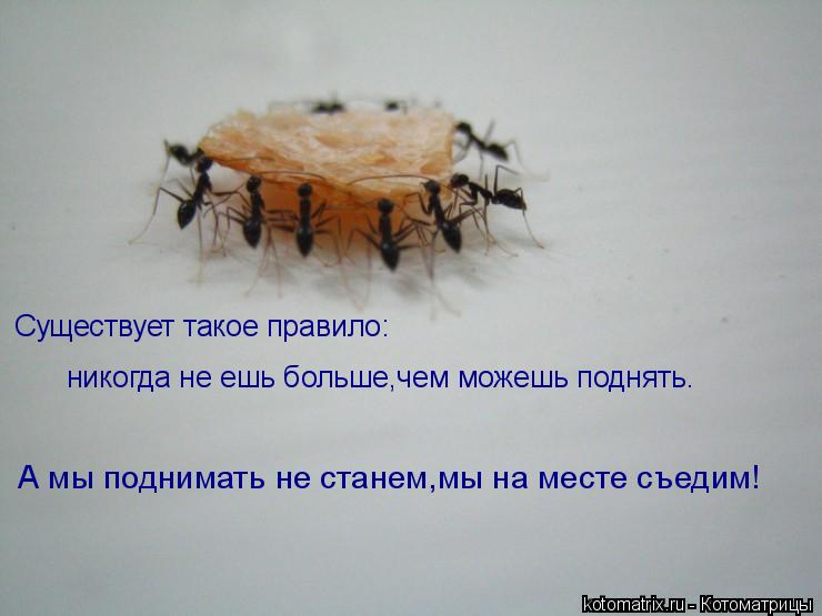 Существует такое правило: никогда не ешь больше,чем можешь поднять. А мы поднимать не станем,мы на ме... Котоматрица: Существует такое правило: никогда не ешь больше,чем можешь поднять. А мы поднимать не станем,мы на месте съедим!