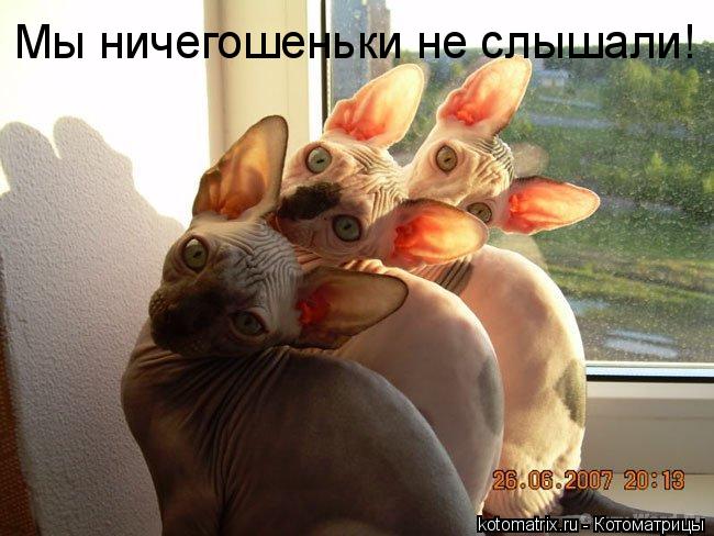 Мы ничегошеньки не слышали!... Котоматрица: Мы ничегошеньки не слышали!