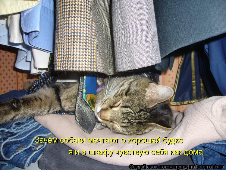 Зачем собаки мечтают о хорошей будке я и в шкафу чувствую себя как дома... Котоматрица: Зачем собаки мечтают о хорошей будке я и в шкафу чувствую себя как дома