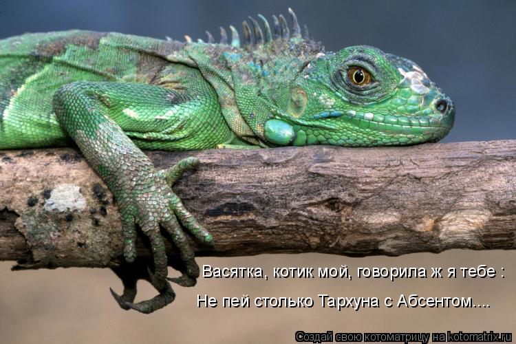 Васятка, котик мой, говорила ж я тебе : Не пей столько Тархуна с Абсентом....... Котоматрица: Васятка, котик мой, говорила ж я тебе : Не пей столько Тархуна с Абсентом....