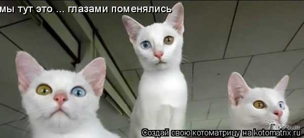 мы тут это ... глазами поменялись... Котоматрица: мы тут это ... глазами поменялись