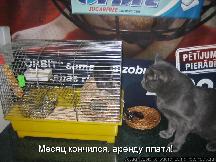 Котоматрица: Месяц кончился, аренду плати!