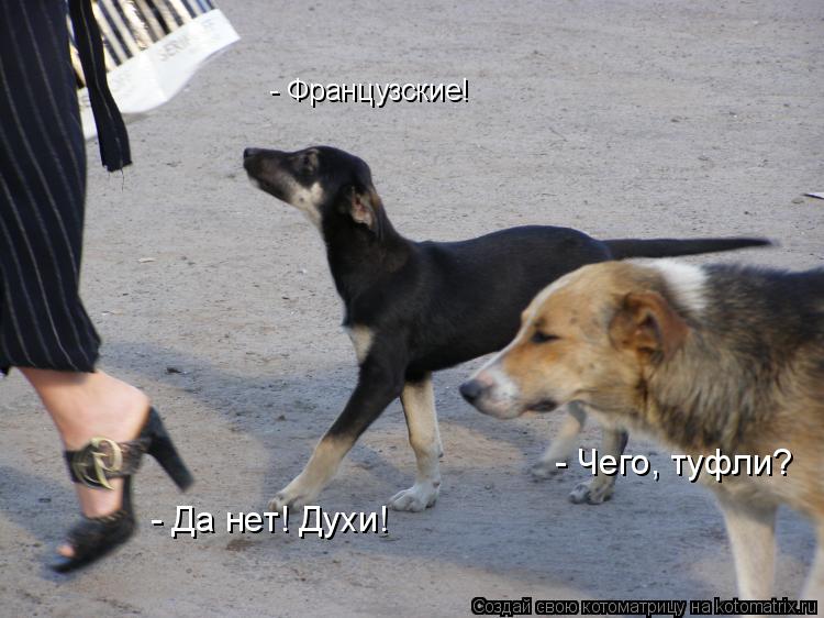 - Французские! - Чего, туфли? - Да нет! Духи!... Котоматрица: - Французские! - Чего, туфли? - Да нет! Духи!