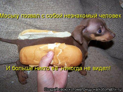 Котоматрица: Моську позвал с собой незнакомый человек И больше никто её ,никогда не видел!