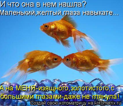И что она в нем нашла? Маленький,желтый,глаза навыкате... А на МЕНЯ-изящного,золотистого,с большими г... Котоматрица: И что она в нем нашла? Маленький,желтый,глаза навыкате... А на МЕНЯ-изящного,золотистого,с большими глазами-даже не глянула!