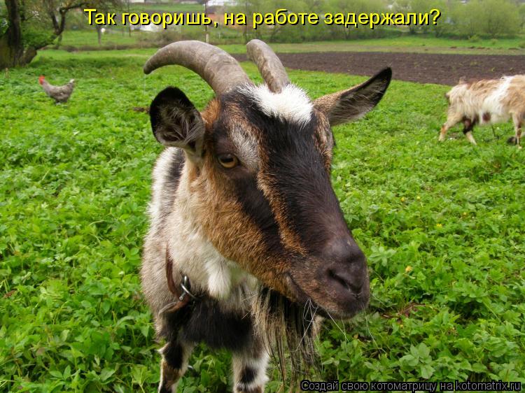 За Козла Ответишь