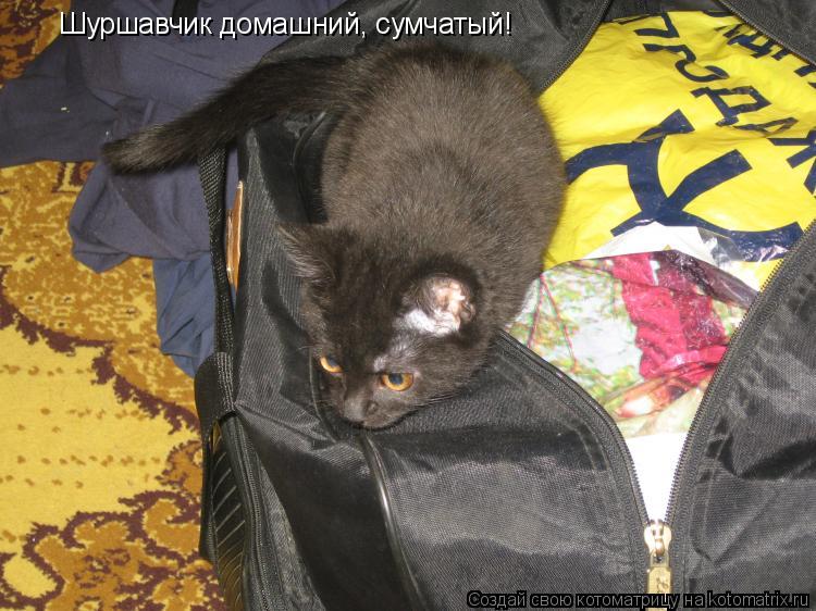 Котоматрица: Шуршавчик домашний, сумчатый!