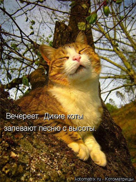 Котоматрица: Вечереет.  Дикие коты запевают песню с высоты.