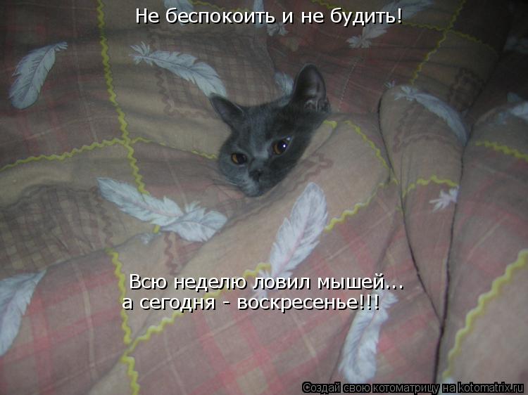 будет ли кошка ловить мышей будет ли кошка ловить мышей