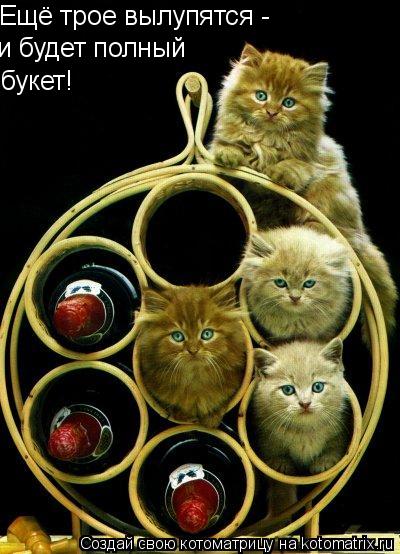 Ещё трое вылупятся - букет! и будет полный... Котоматрица: Ещё трое вылупятся - букет! и будет полный