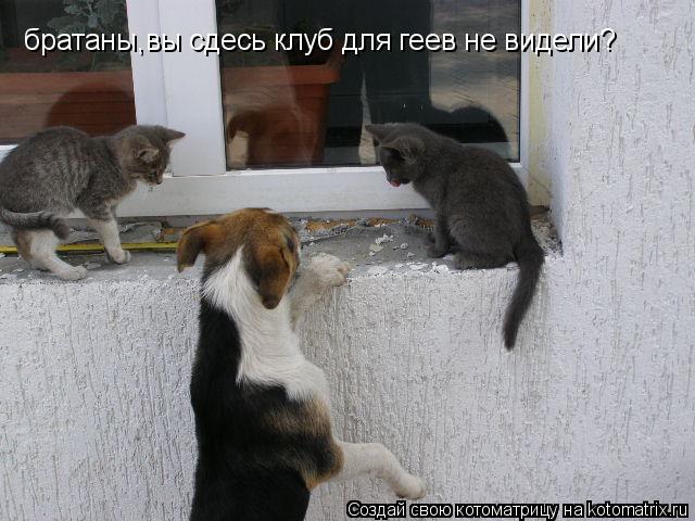 Котоматрица: братаны,вы сдесь клуб для геев не видели?