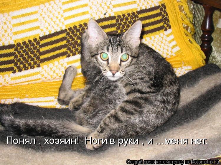 Котоматрица: Понял , хозяин!  Ноги в руки , и ...меня нет.
