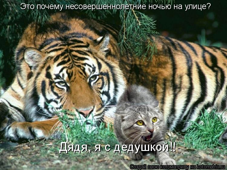 Это почему несовершеннолетние ночью на улице? Дядя, я с дедушкой!!... Котоматрица: Это почему несовершеннолетние ночью на улице? Дядя, я с дедушкой!!