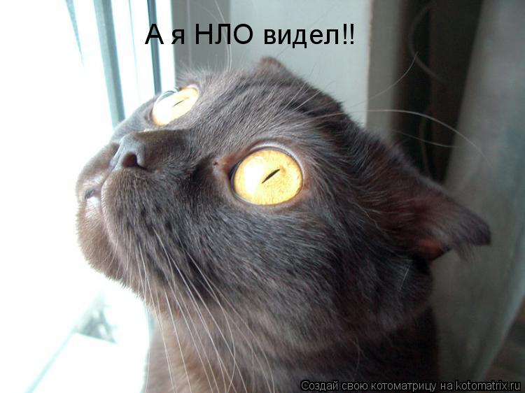 Котоматрица: А я НЛО видел!!