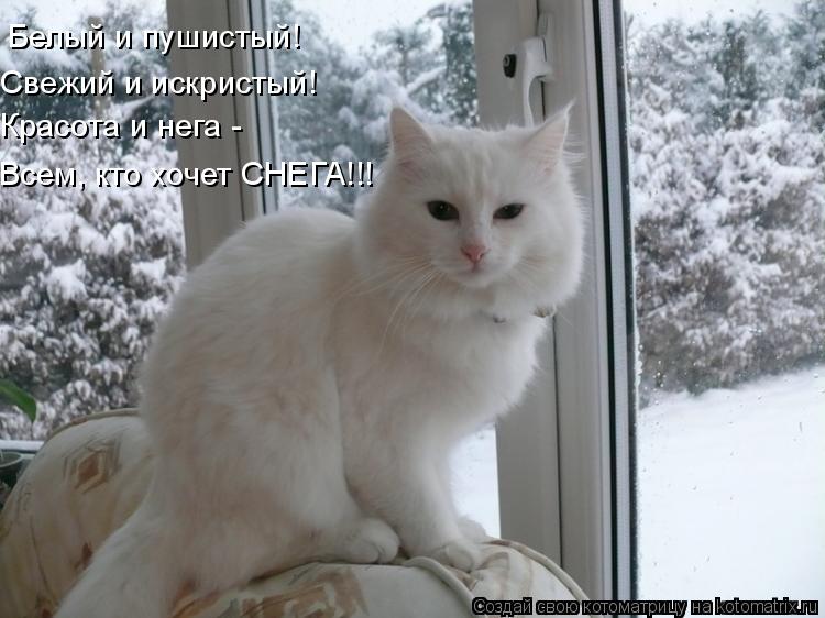 Белый и пушистый! Свежий и искристый! Красота и нега - Всем, кто хочет СНЕГА!!!... Котоматрица: Белый и пушистый! Свежий и искристый! Красота и нега - Всем, кто хочет СНЕГА!!!