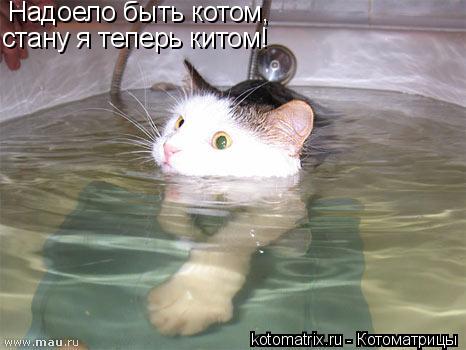 Надоело быть котом, стану я теперь китом!... Котоматрица: Надоело быть котом, стану я теперь китом!
