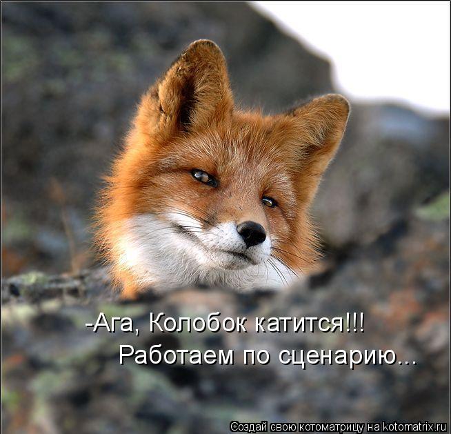 -Ага, Колобок катится!!! Работаем по сценарию...... Котоматрица: -Ага, Колобок катится!!! Работаем по сценарию...