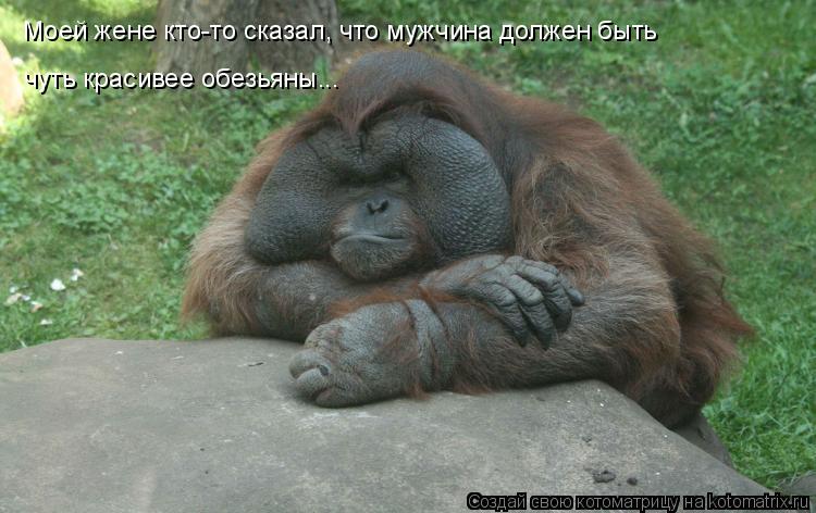 Котоматрица: Моей жене кто-то сказал, что мужчина должен быть  чуть красивее обезьяны...
