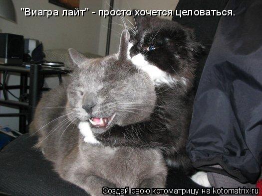 "Виагра лайт" - просто хочется целоваться.... Котоматрица: "Виагра лайт" - просто хочется целоваться.