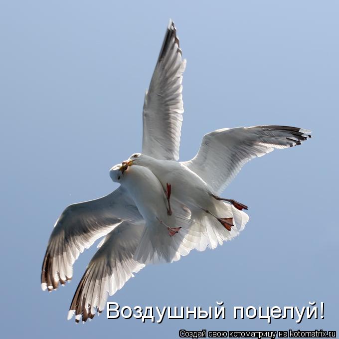 Воздушный поцелуй!... Котоматрица: Воздушный поцелуй!