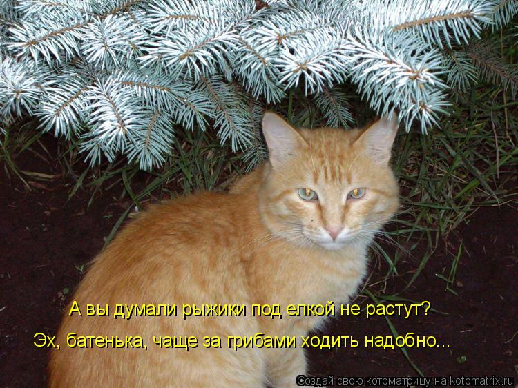 А вы думали рыжики под елкой не растут? Эх, батенька, чаще за грибами ходить надобно...... Котоматрица: А вы думали рыжики под елкой не растут? Эх, батенька, чаще за грибами ходить надобно...