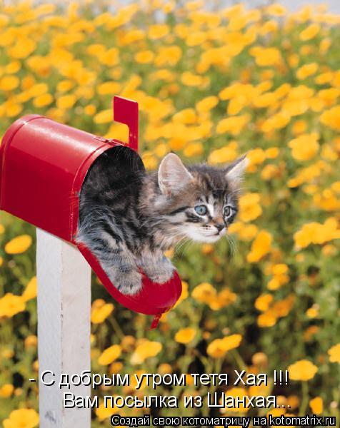 Котоматрица: - С добрым утром тетя Хая !!! Вам посылка из Шанхая...