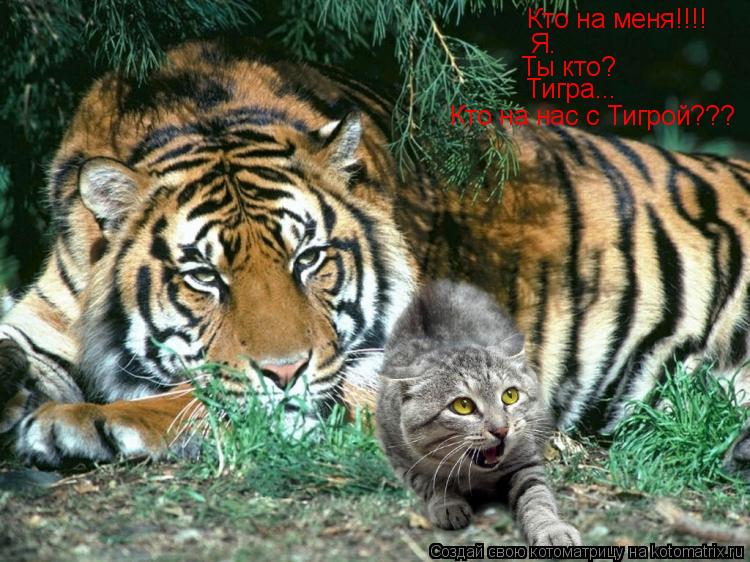 Котоматрица: Кто на меня!!!! Я. Ты кто? Тигра... Кто на нас с Тигрой???