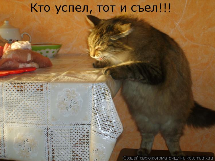 Кто успел, тот и съел!!!... Котоматрица: Кто успел, тот и съел!!!