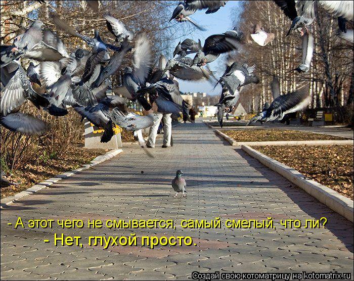 Котоматрица: - А этот чего не смывается, самый смелый, что ли? - Нет, глухой просто.