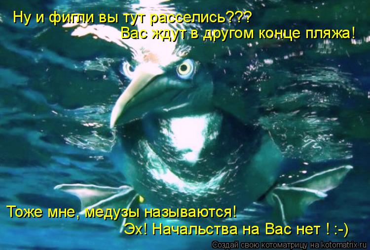 Ну и фигли вы тут расселись??? Эх! Начальства на Вас нет ! :-) Вас ждут в другом конце пляжа! Тоже мн... Котоматрица: Ну и фигли вы тут расселись??? Эх! Начальства на Вас нет ! :-) Вас ждут в другом конце пляжа! Тоже мне, медузы называются!