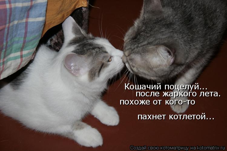 Кошачий поцелуй... после жаркого лета. похоже от кого-то пахнет котлетой...... Котоматрица: Кошачий поцелуй... после жаркого лета. похоже от кого-то пахнет котлетой...