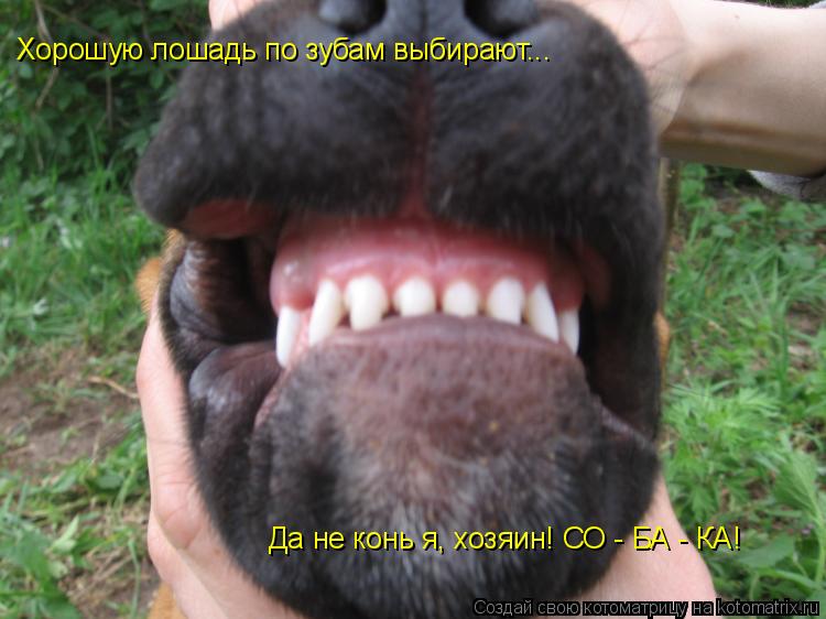 Да не конь я, хозяин! СО - БА - КА! Хорошую лошадь по зубам выбирают...... Котоматрица: Да не конь я, хозяин! СО - БА - КА! Хорошую лошадь по зубам выбирают...
