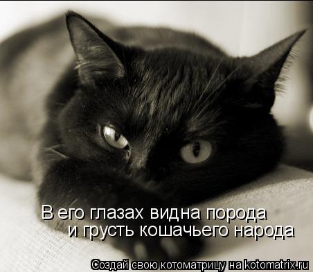 В его глазах видна порода и грусть кошачьего народа... Котоматрица: В его глазах видна порода и грусть кошачьего народа