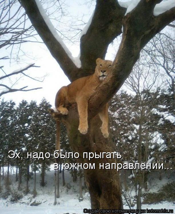 Эх, надо было прыгать в южном направлении...... Котоматрица: Эх, надо было прыгать в южном направлении...